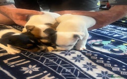 Jack Russell dogs for sale: Working or pet  - Image 7