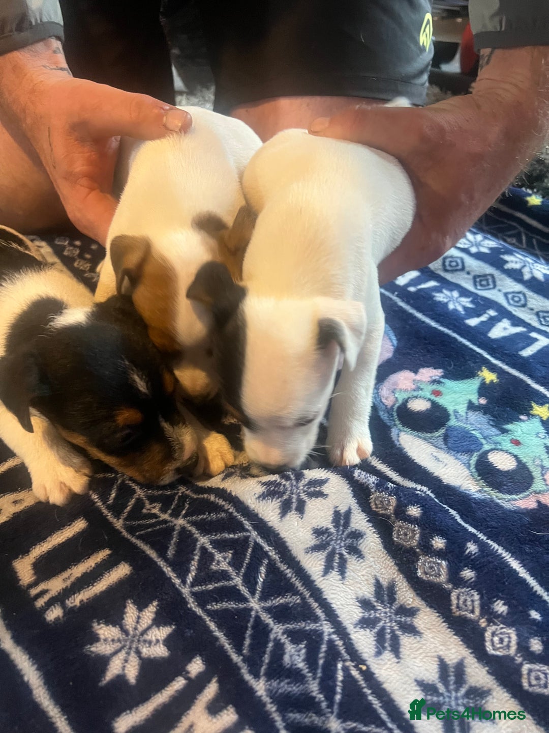 Jack Russell dogs for sale: Working or pet  - Image 7