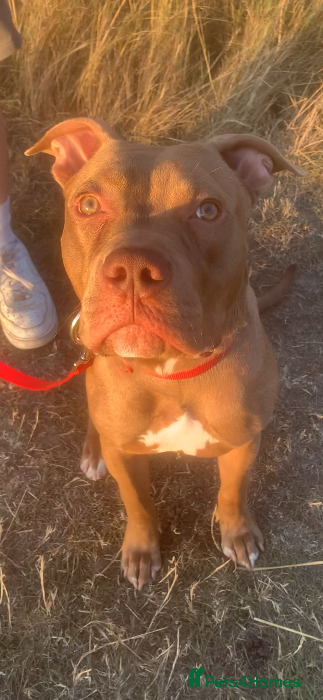 Mixed Breed dogs for sale: 8 month old pup for rehome.  - Image 1