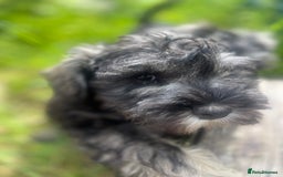 Miniature Schnauzer dogs for sale: KC miniature schnauzer puppies  - Image 10