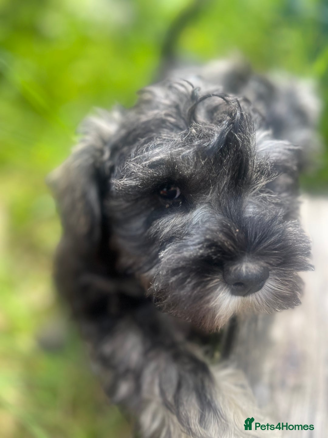 Miniature Schnauzer dogs for sale: KC miniature schnauzer puppies  - Image 10