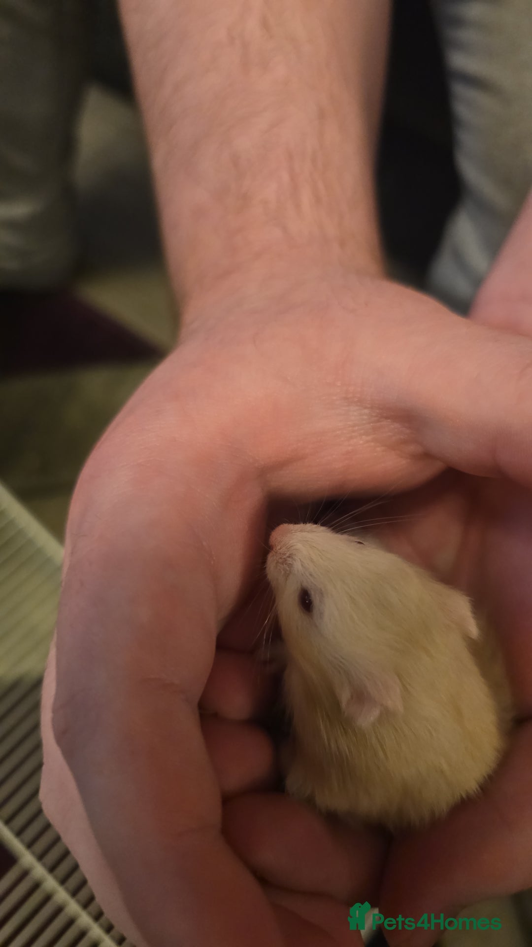 Hamster rodents for sale: Baby syrian hamsters  - Image 15