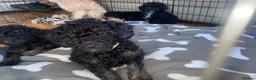 Miniature Poodle dogs for sale: Miniature poodle puppies  in Livingston - Advert 7