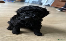 Miniature Poodle dogs for sale: Beautiful miniature poodles  - Advert 7