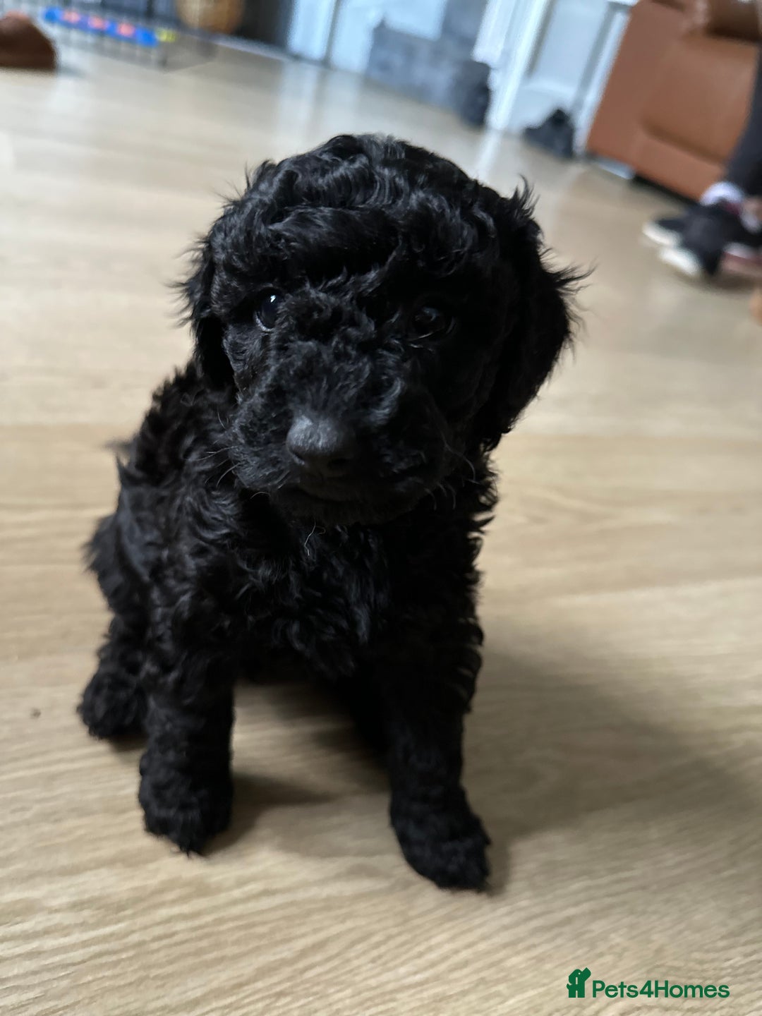 Miniature Poodle dogs for sale: Beautiful miniature poodles  - Advert 7