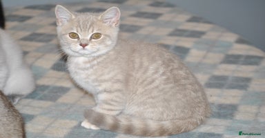 British Shorthair cats 4 Beautiful British Shorthair kittens - Advert 5