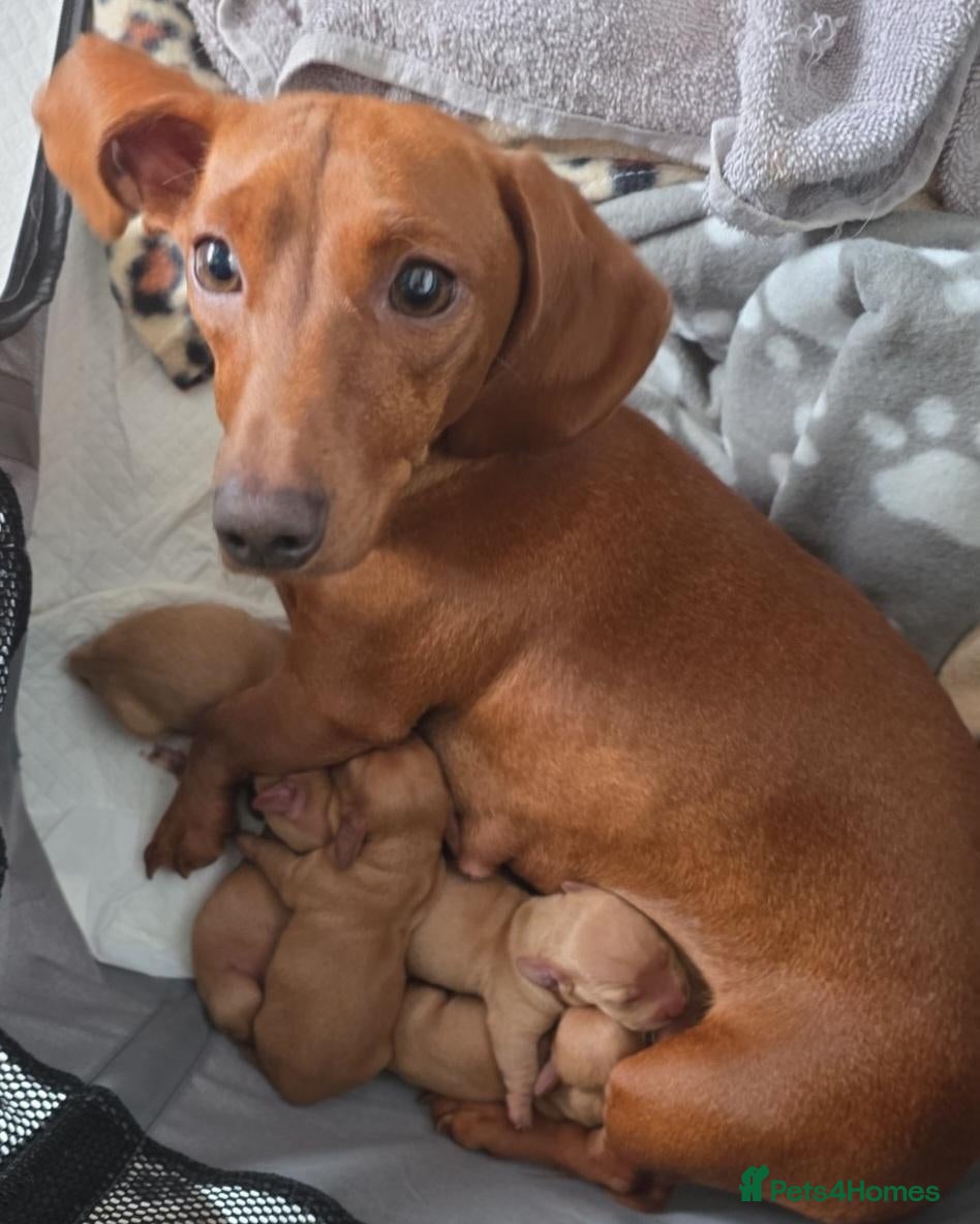 Dachshund dogs Dachshund Puppies - Advert 2