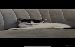 Domestic Shorthair cats for sale: KITTEN FOR SALE - Image 3