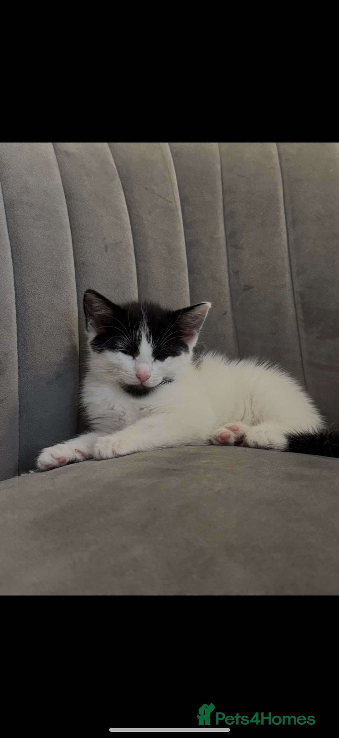 Domestic Shorthair cats for sale: KITTEN FOR SALE - Image 3
