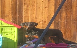 Dobermann dogs for sale: Dobermann puppies for sale  - Image 5
