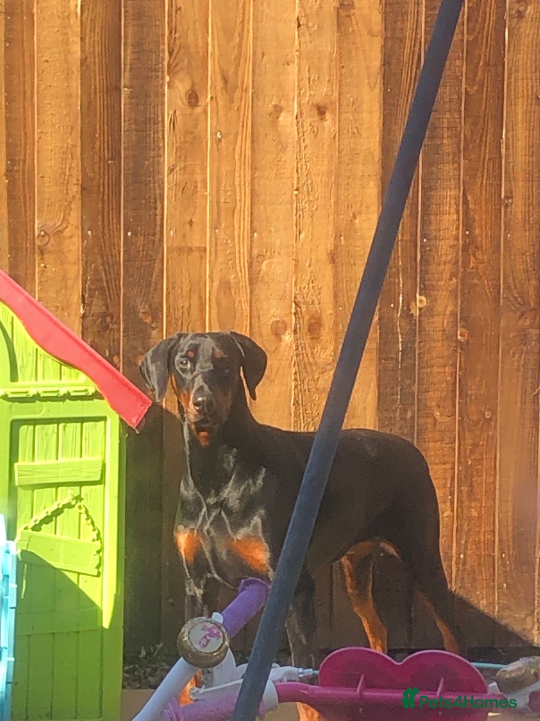 Dobermann dogs for sale: Dobermann puppies for sale  - Image 5