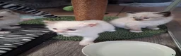 Ragdoll cats for sale: Four Beautiful Ragdoll kittens  - Advert 4