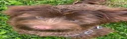 Yorkshire Terrier dogs for sale: Yorkshire terrier boys - Advert 7