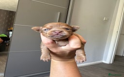 Chihuahua dogs for sale: One of a kind ChiPin Puppies - Image 9