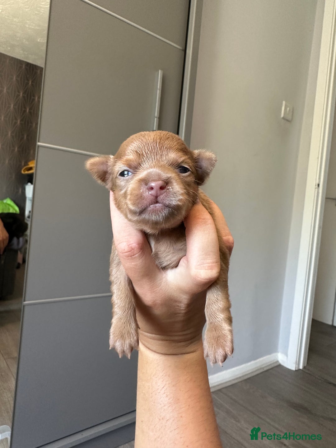 Chihuahua dogs for sale: One of a kind ChiPin Puppies - Image 9