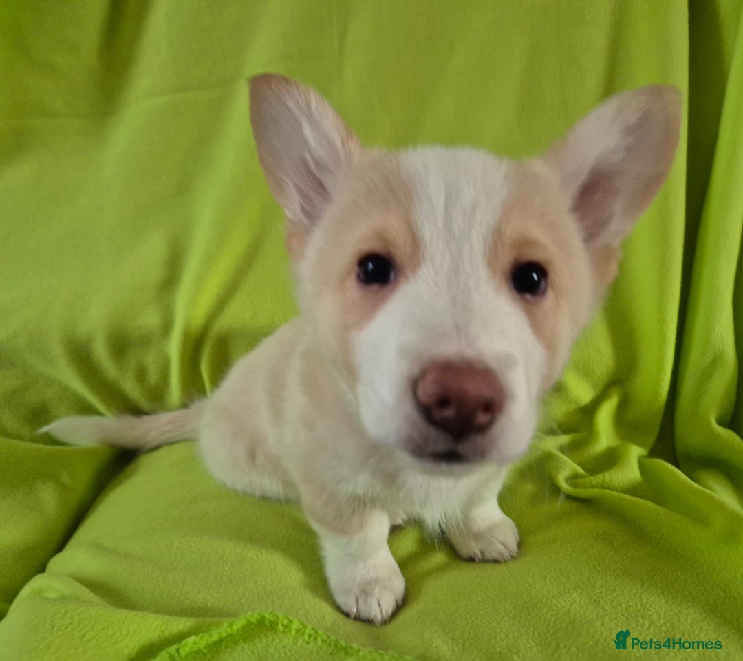 Welsh Corgi Pembroke dogs for sale: 8 Pembroke corgi puppy's - Advert 31