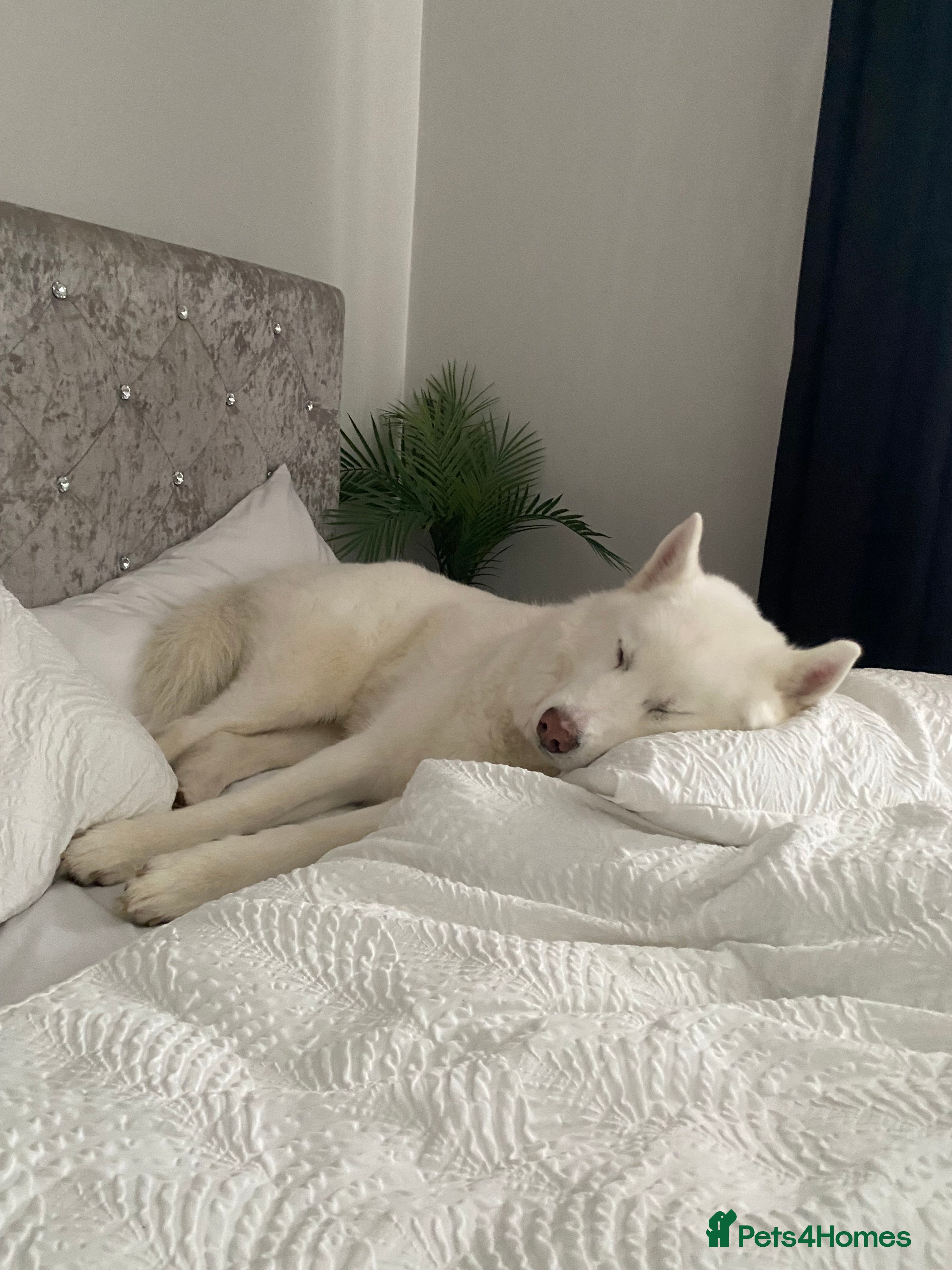 Siberian Husky dogs Husky for Re homing  - Advert 4