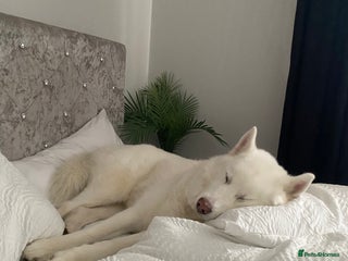 Siberian Husky dogs Husky for Re homing - Advert 4