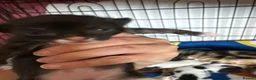 Mixed Breed cats for sale: Kittens for sale  - Advert 3