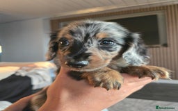 Miniature Dachshund dogs for sale: ✨️Beautiful silver dapple female✨️ - Image 5