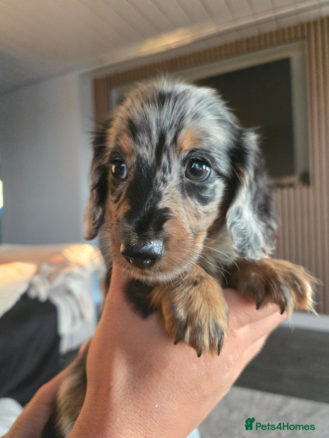 Miniature Dachshund dogs for sale: ✨️Beautiful silver dapple female✨️ - Image 5