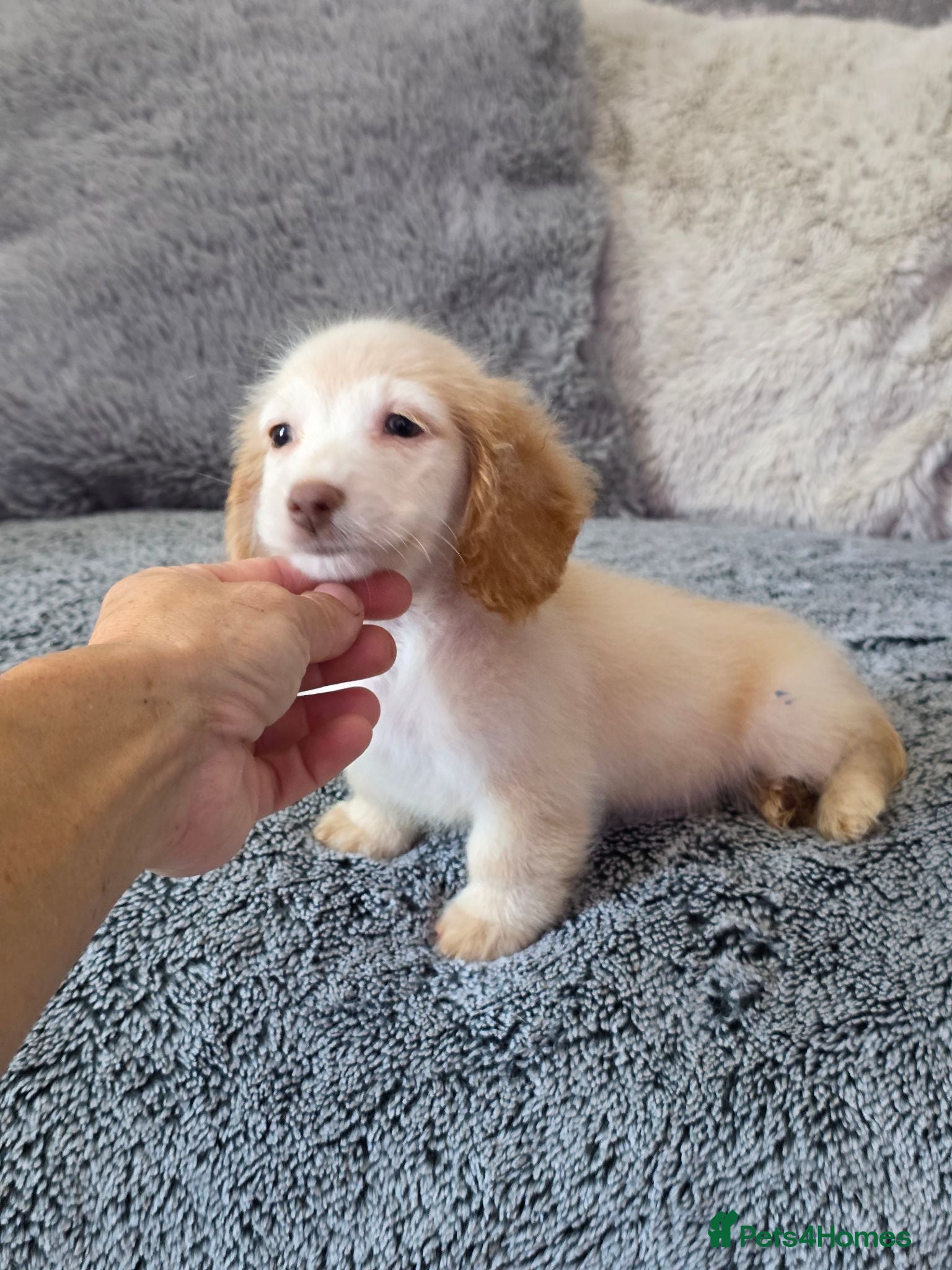 Miniature Dachshund dogs Cream male miniature Dachshund males - Advert 3