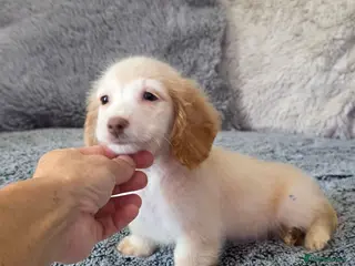 Miniature Dachshund dogs Cream male miniature Dachshund males - Advert 3