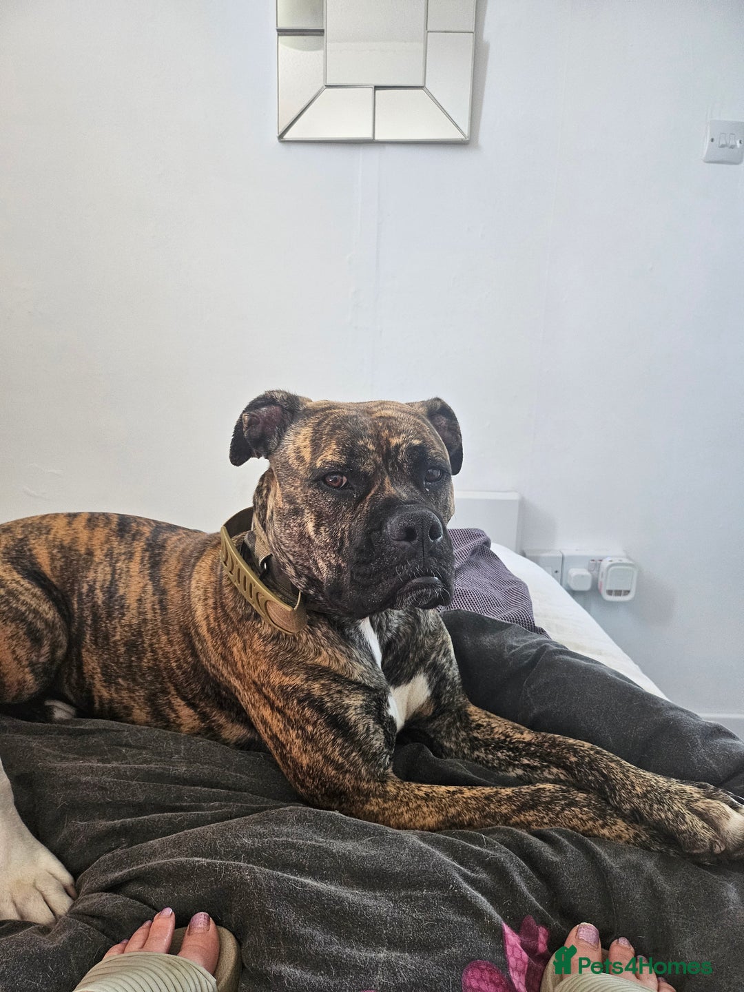 Mixed Breed dogs for sale: Mastiff/ American bull dog age 2yrs female  - Image 2