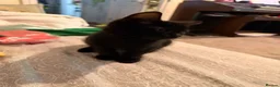 Mixed Breed cats for sale: 2 female kittens looking for forever homes  - Advert 6