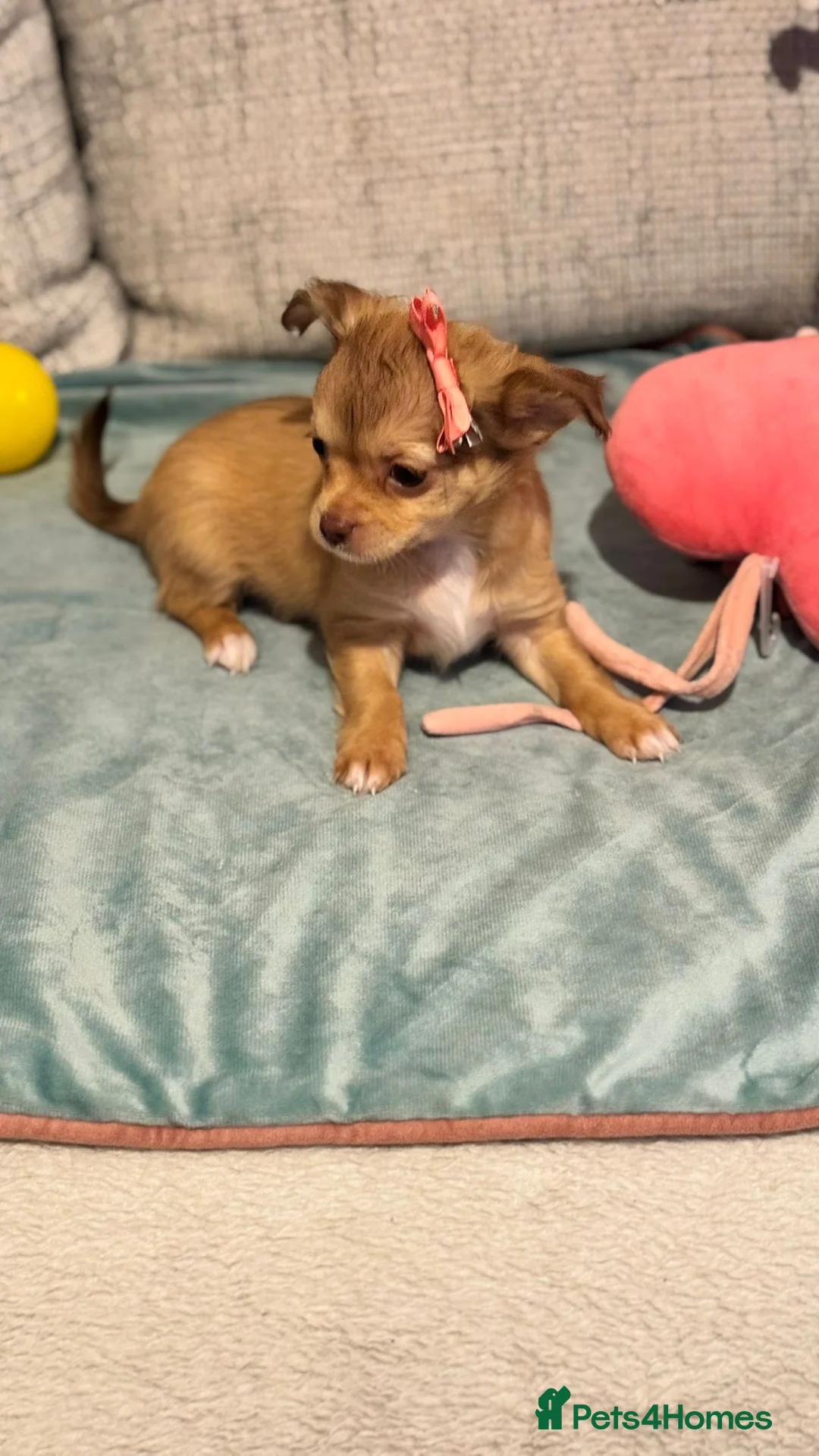 Chihuahua dogs for sale: 🐾 Long-Haired Chihuahua Puppy–Deer Head 🐾 - Advert 1