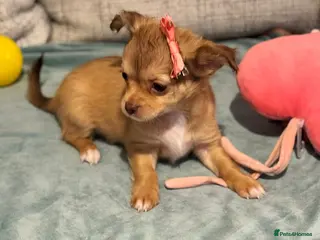 Chihuahua dogs 🐾 Long-Haired Chihuahua Puppy–Deer Head 🐾 - Advert 5