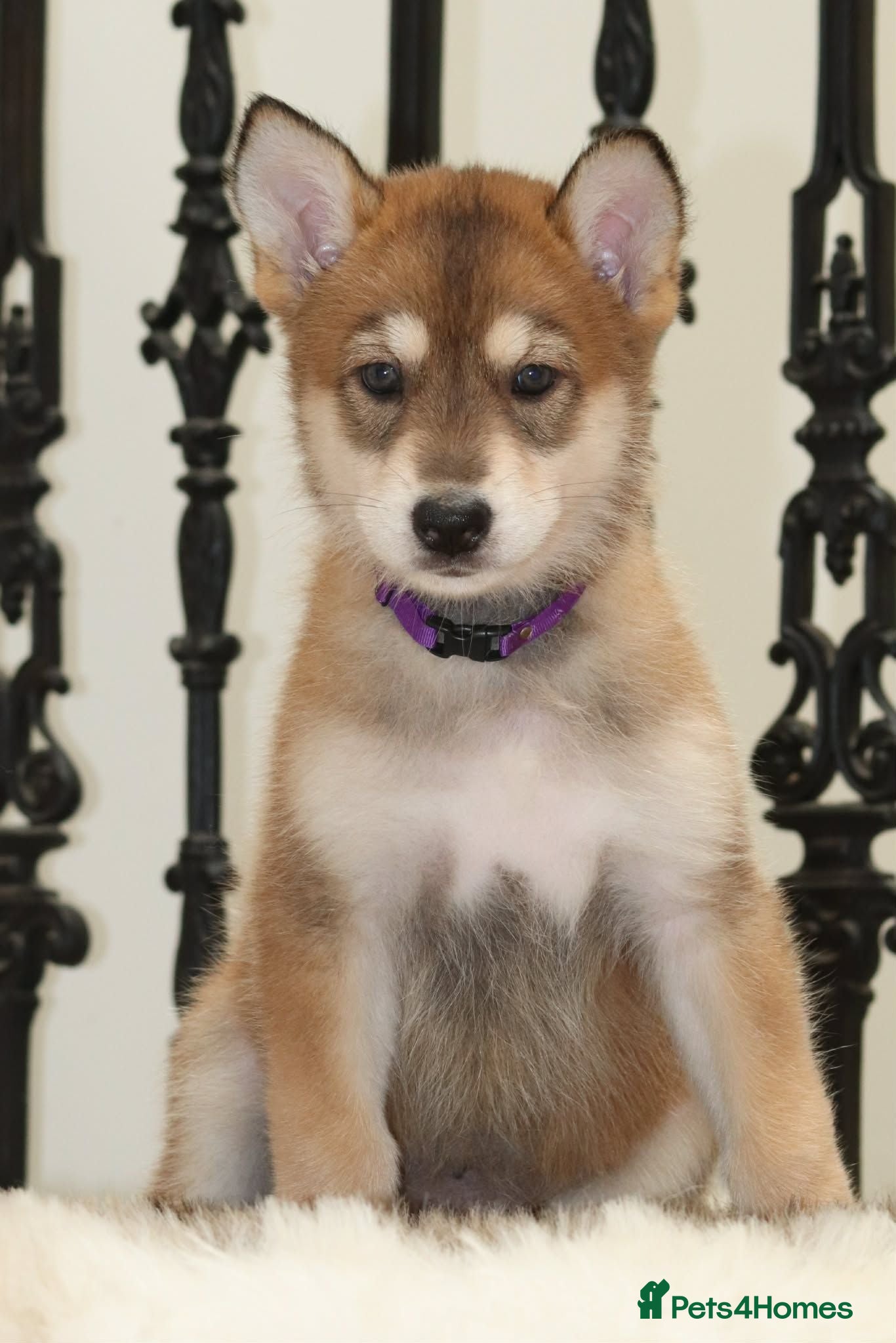 Saarloos Wolfdog dogs Timber dog wolfalike puppies - Advert 1