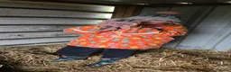 Pig livestock for sale: Minature Piglets (Juliana x Mini KuneKune) - Advert 9