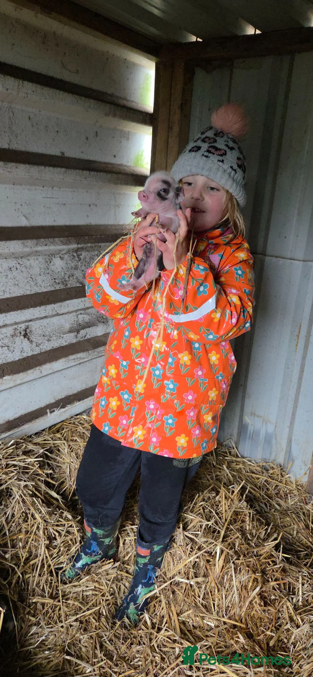 Pig livestock for sale: Minature Piglets (Juliana x Mini KuneKune) - Advert 9
