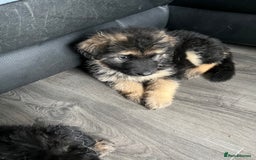 German Shepherd dogs for sale: Amazing fluffy German shepherd puppies  - Image 4