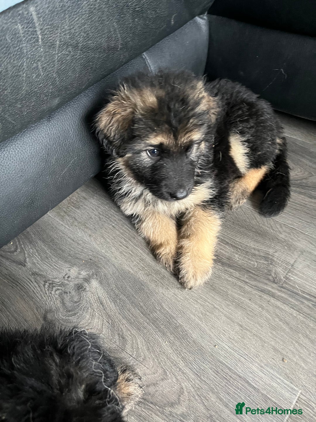 German Shepherd dogs for sale: Amazing fluffy German shepherd puppies  - Image 4