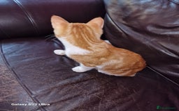 Mixed Breed cats for sale: Kitten - Image 4