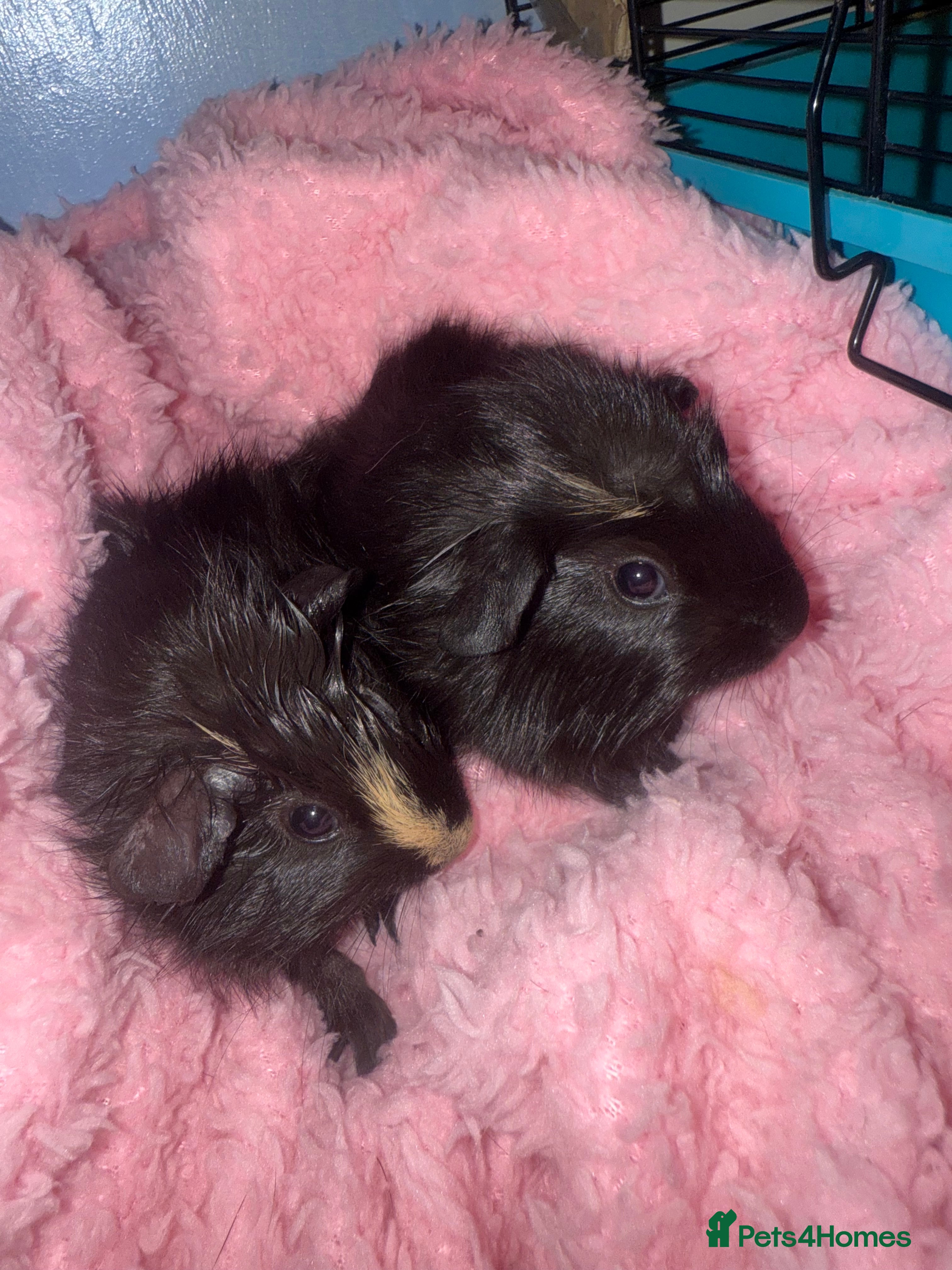 Guinea Pig rodents Baby guinea pigs  - Advert 18