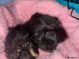 Guinea Pig rodents Baby guinea pigs - Advert 18