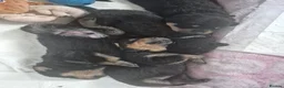 Rottweiler dogs for sale: 5* Rottweiler Puppies  in Wadebridge - Advert 10