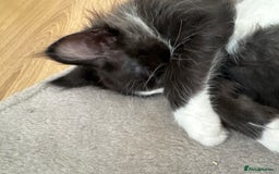 Maine Coon cats for sale: TICA registered large MaineCoon polydactyl kittens - Image 28