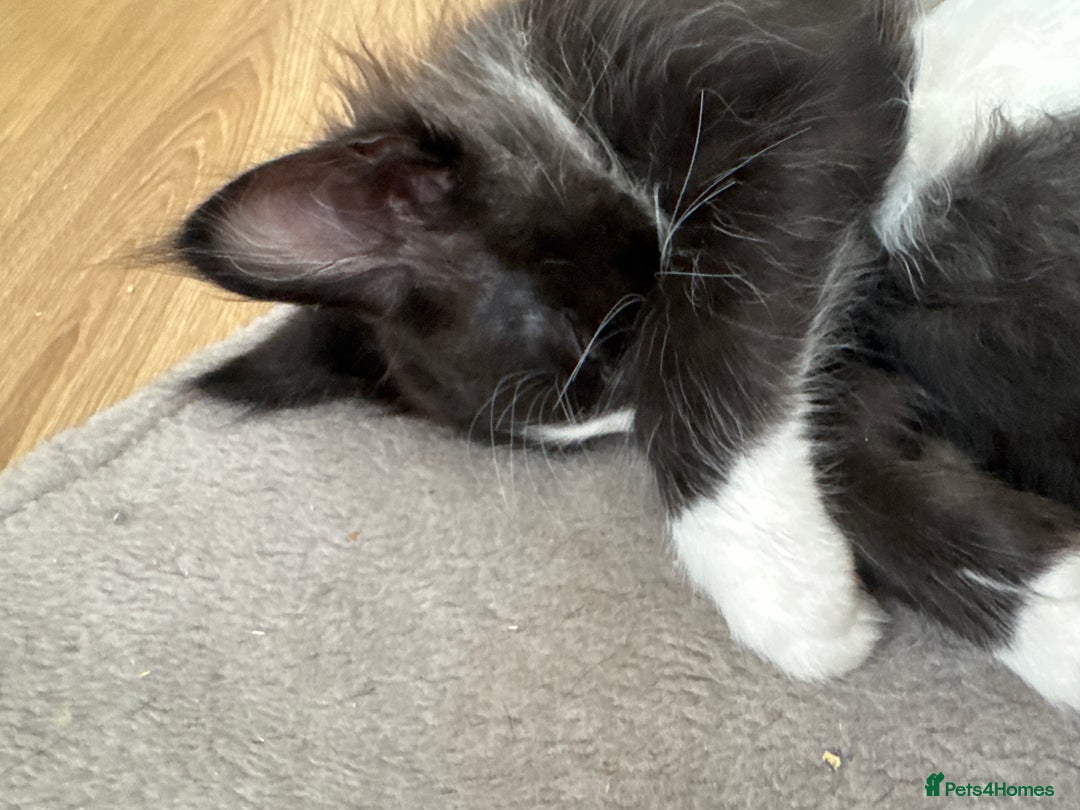Maine Coon cats for sale: TICA registered large MaineCoon polydactyl kittens - Image 28