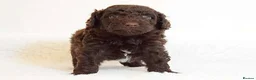 Labradoodle dogs for stud: Outstanding Australian Labradoodle Stud - Advert 7