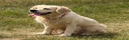 Golden Retriever dogs for sale: Kc reg cream 3 year old female  - Advert 9