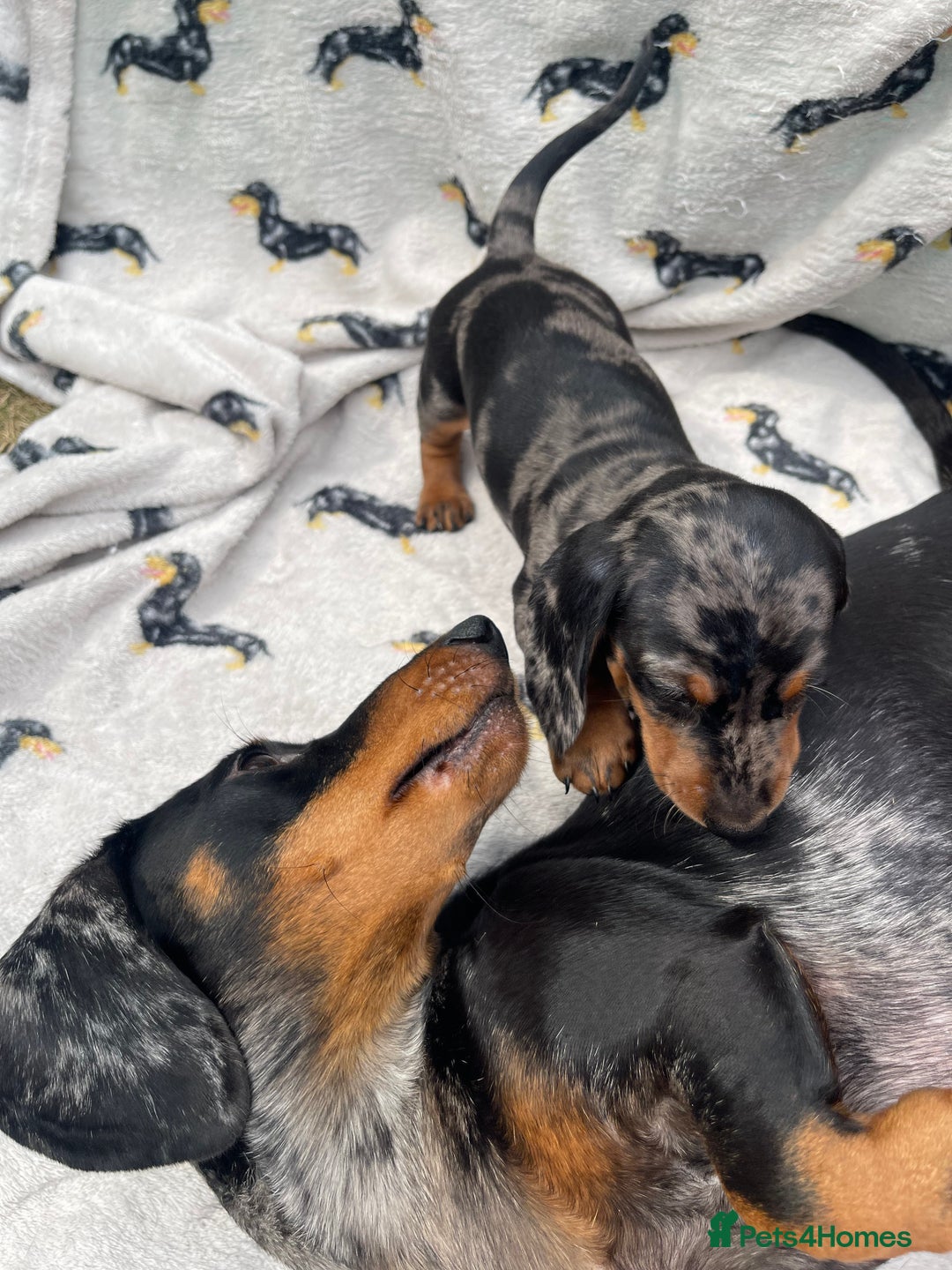 Miniature Dachshund dogs for sale: KC Reg Pedigree Mini Smooth Haired Dachshunds - Image 30