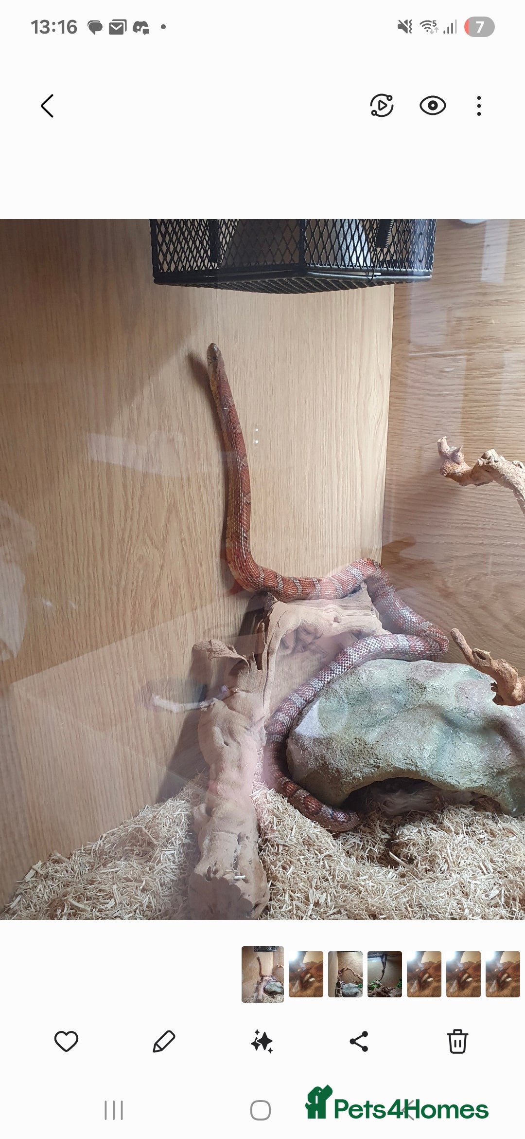 Corn Snake reptiles for sale: Happy corn snake comes with full set up  - Advert 7