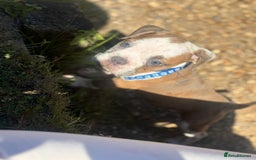 Old Tyme Bulldog dogs for sale: Old thyme bulldog puppy - Image 13