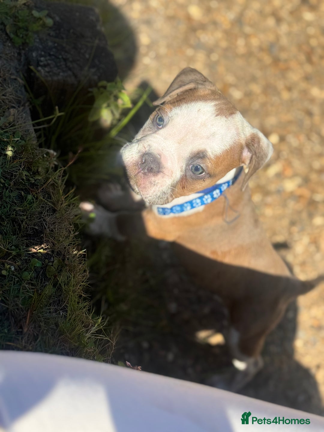Old Tyme Bulldog dogs for sale: Old thyme bulldog puppy - Image 13