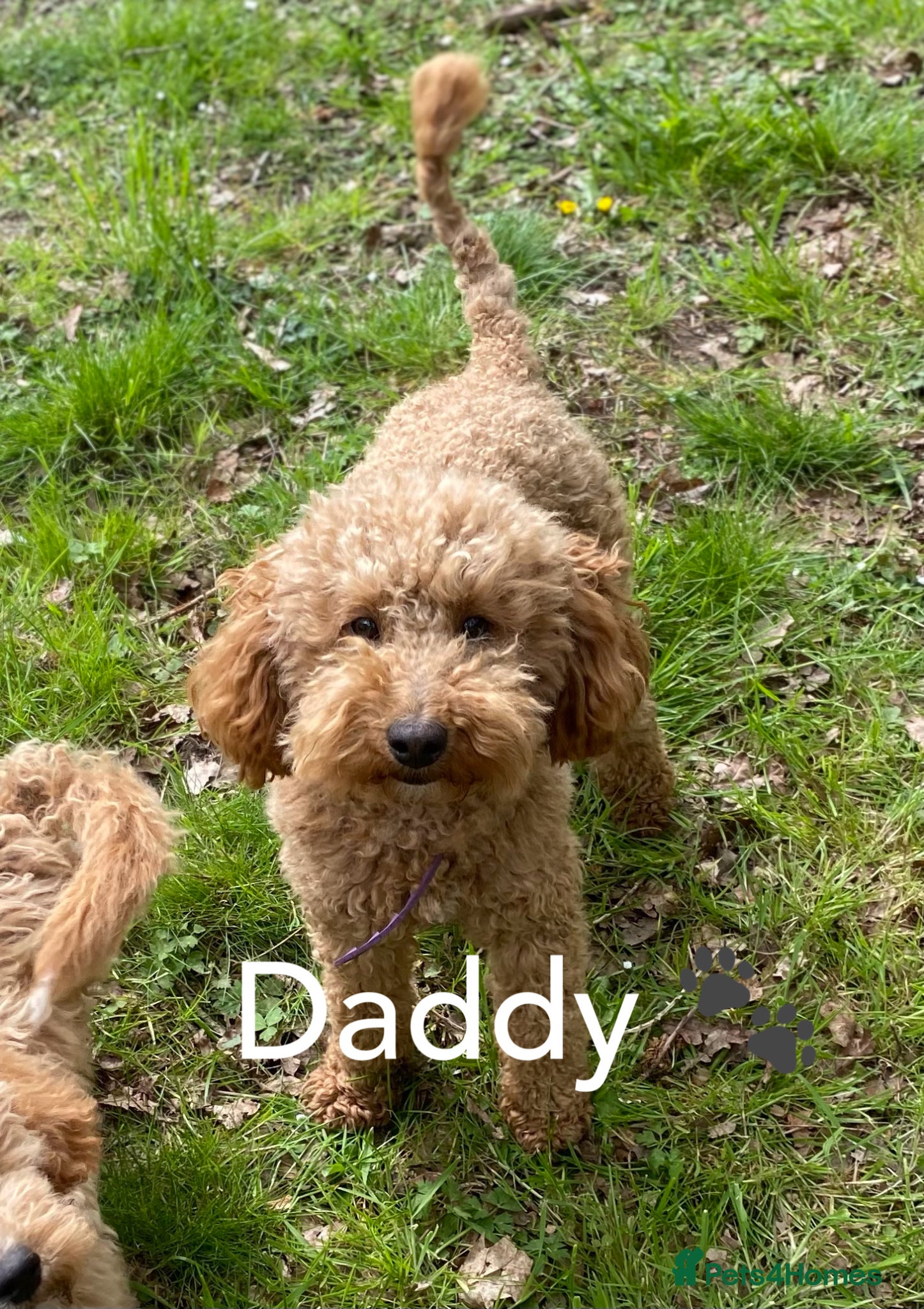 Cavapoo dogs Health tested Cavapoo puppies.  - Advert 2