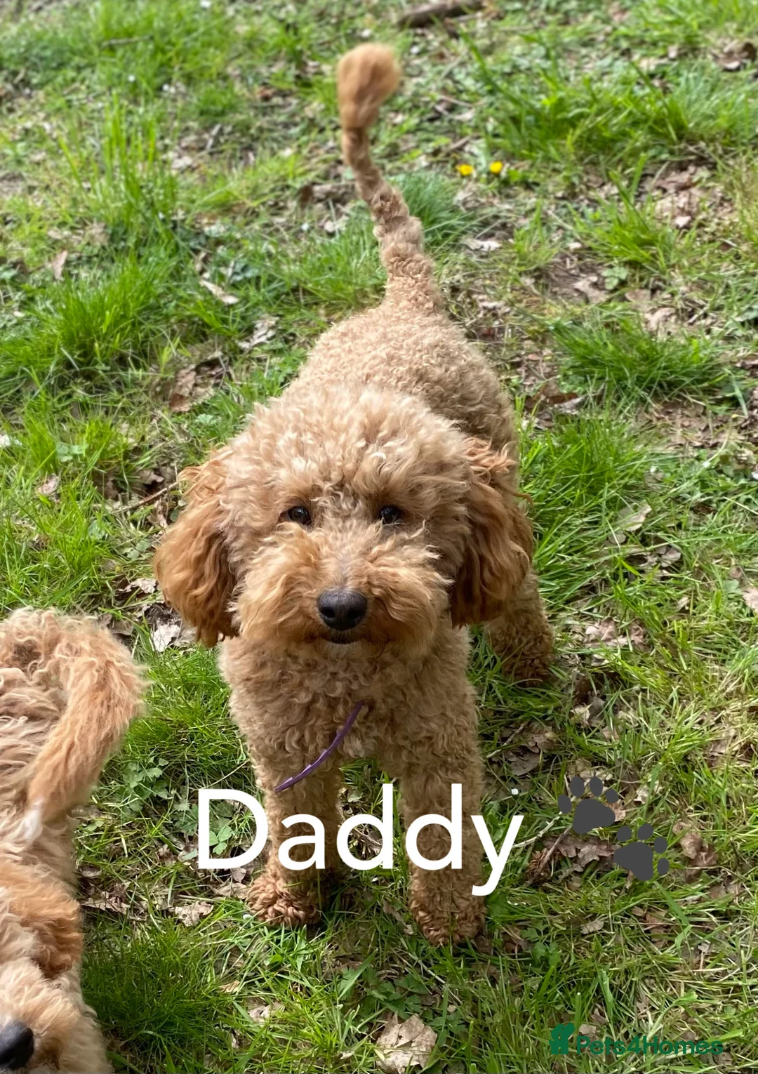 Cavapoo dogs for sale: Health tested Cavapoo puppies.  - Advert 2